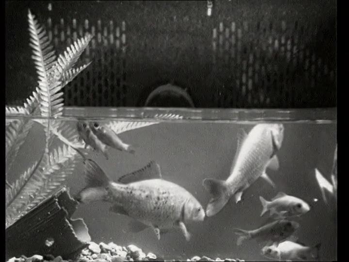 TV-Aquarium 02