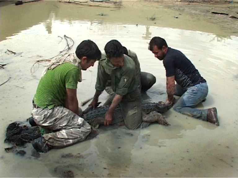 31 Jahre sixpackfilm - Oktoskop-Spezial n°2: Das persische Krokodil